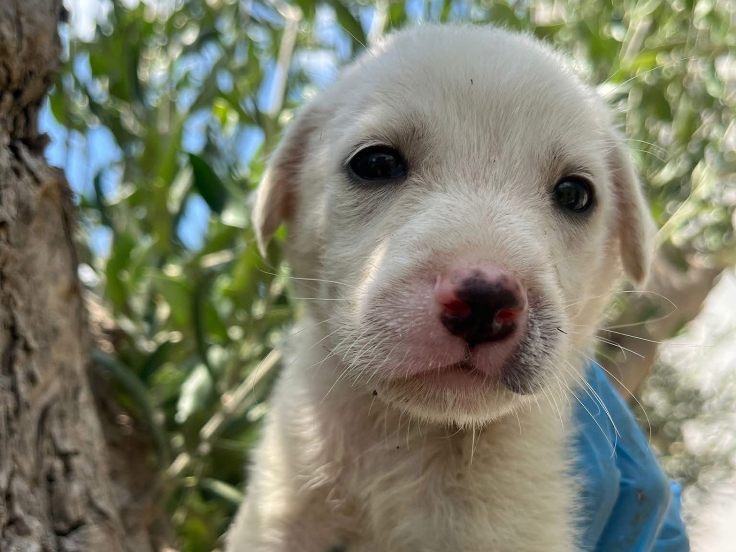 Adotta un cane, maschio, 0 mesi, Genova