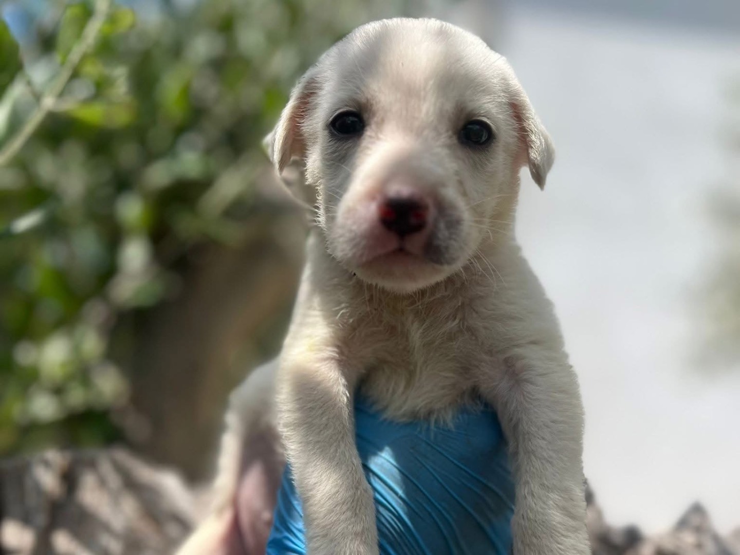 Adotta un cane, taglia media, maschio, Genova