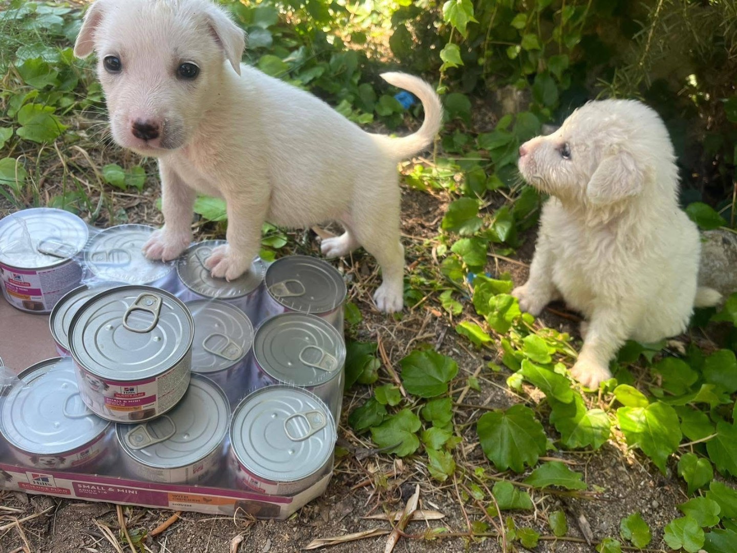 Vuoi adottare un cane a Genova?