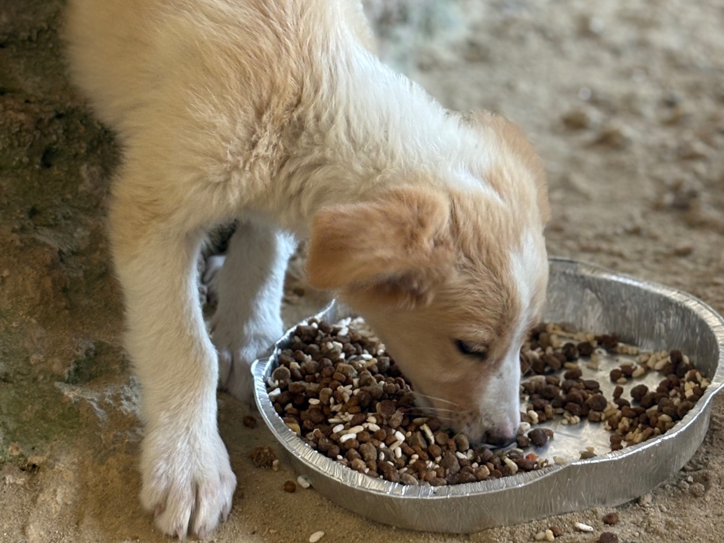 Vuoi adottare un cane a Torino?