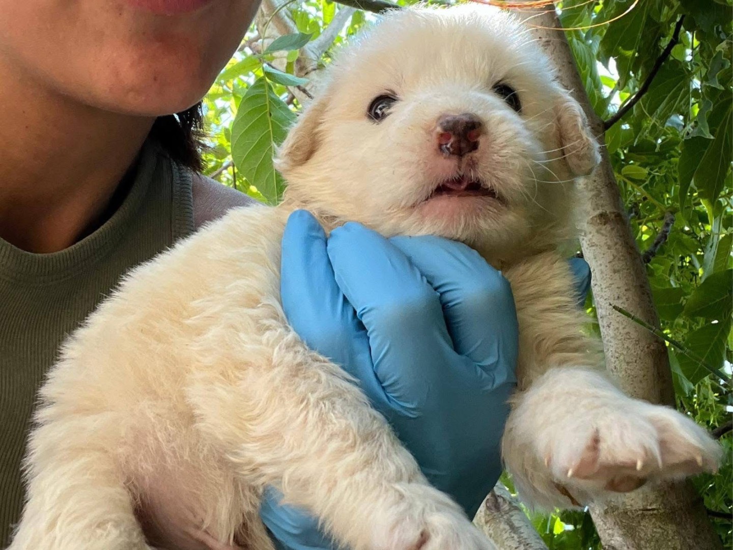 Adotta un cane, taglia media, maschio, Rovigo