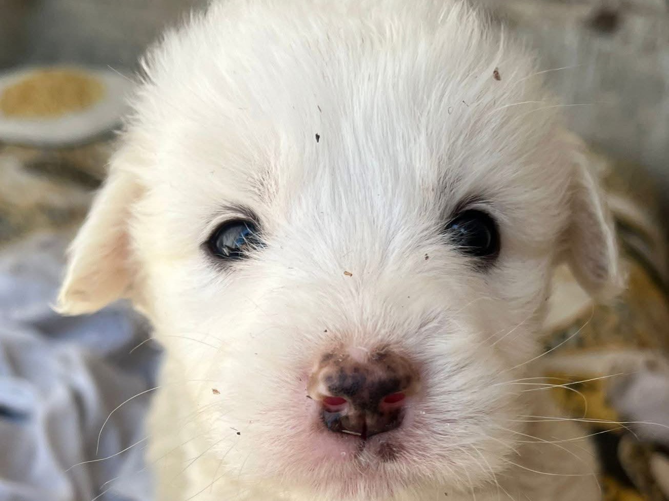 Adotta il cane Lello a Rovigo