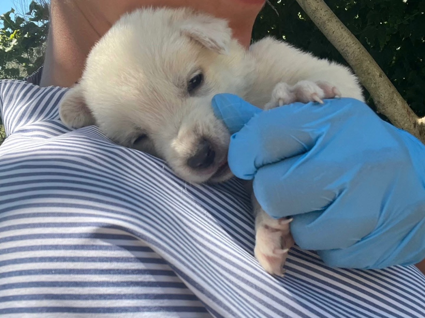 Adotta un cane, maschio, 0 mesi, Modena