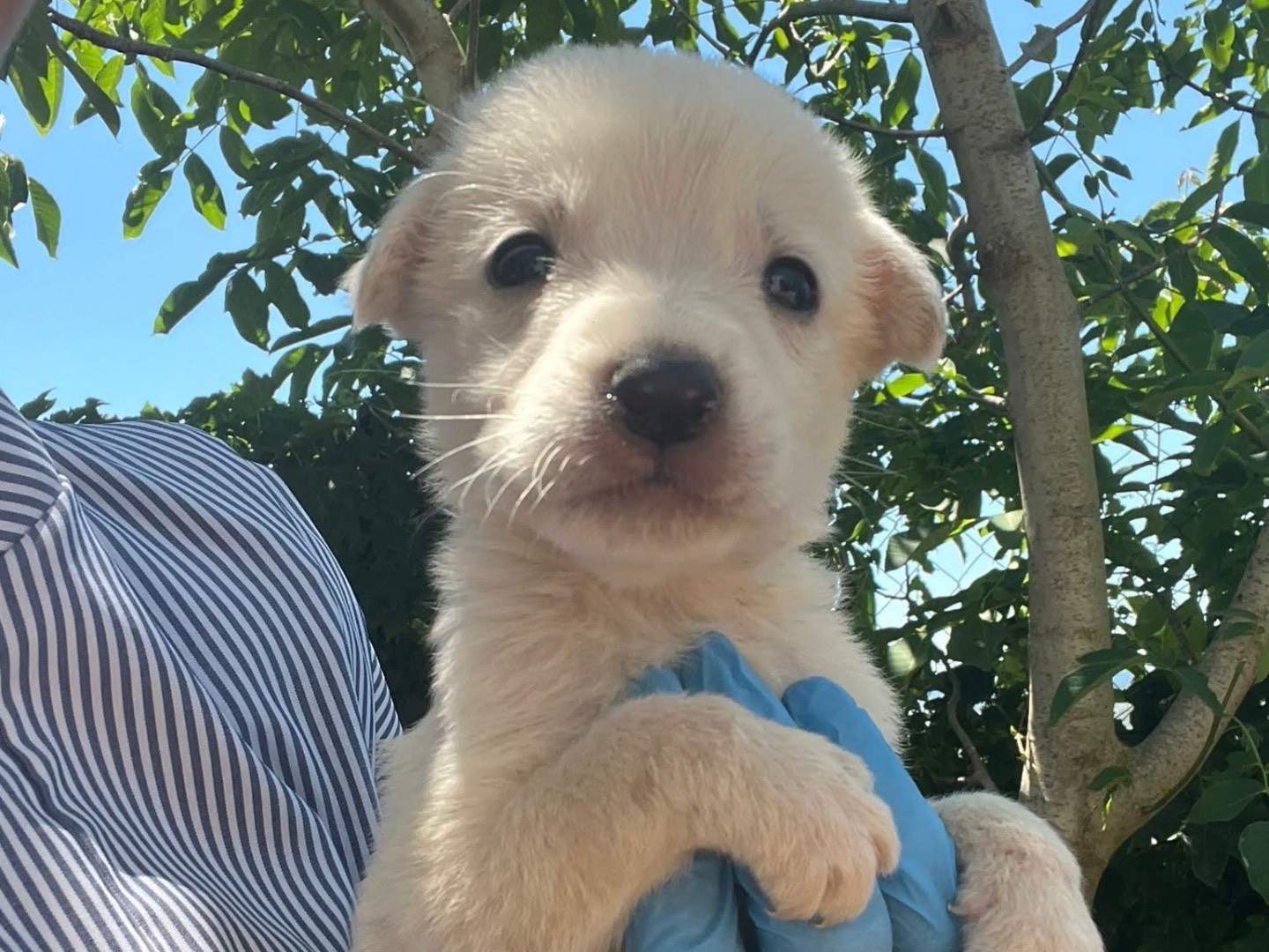 Adotta un cane, taglia media, maschio, Modena