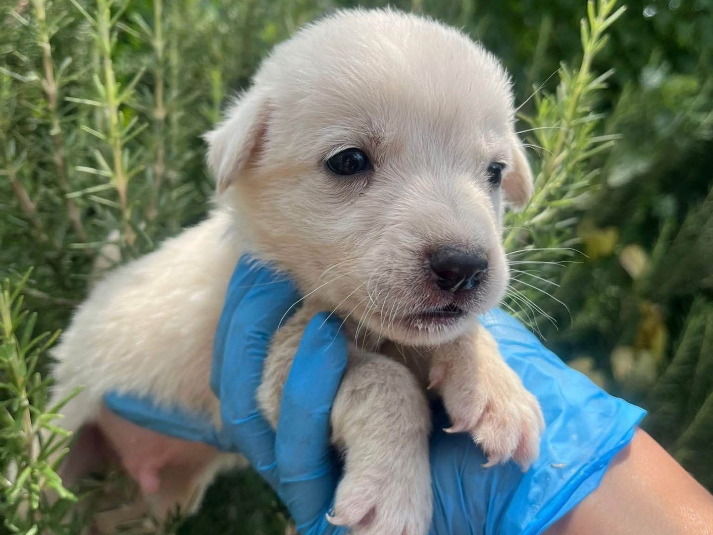 Vuoi adottare un cane a Modena?