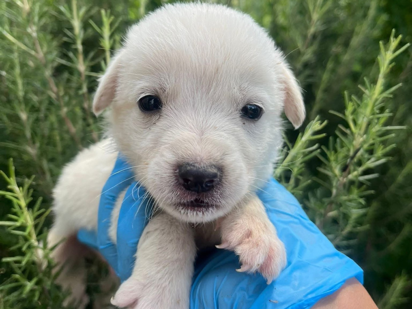 Adotta il cane Rubble a Modena