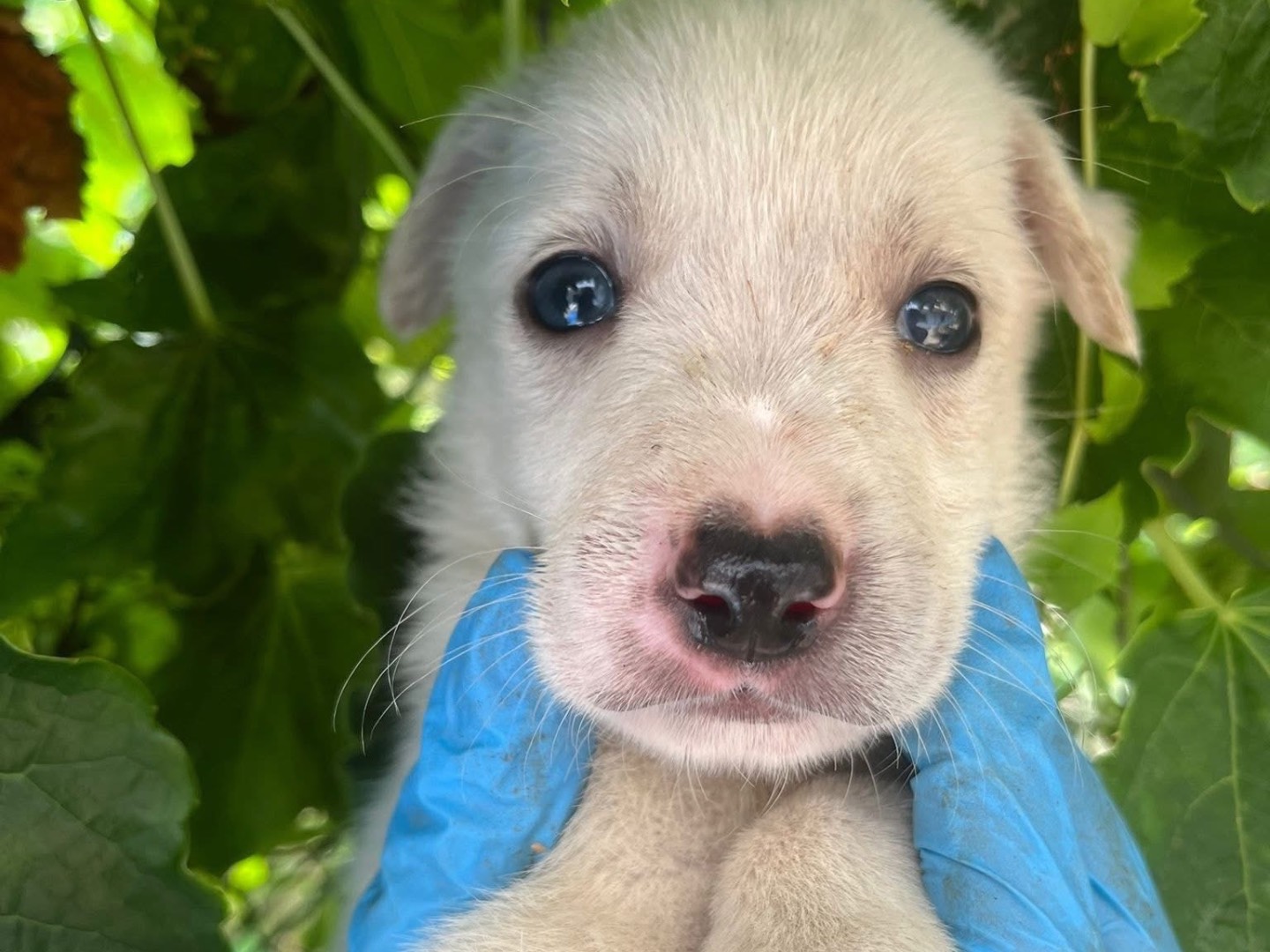 Vuoi adottare un cane a Reggio?