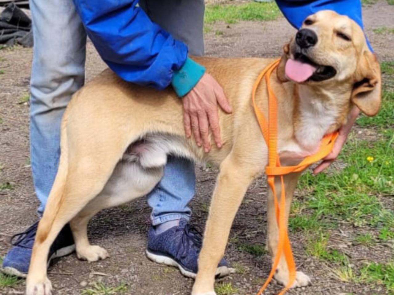 Foto dell'animale