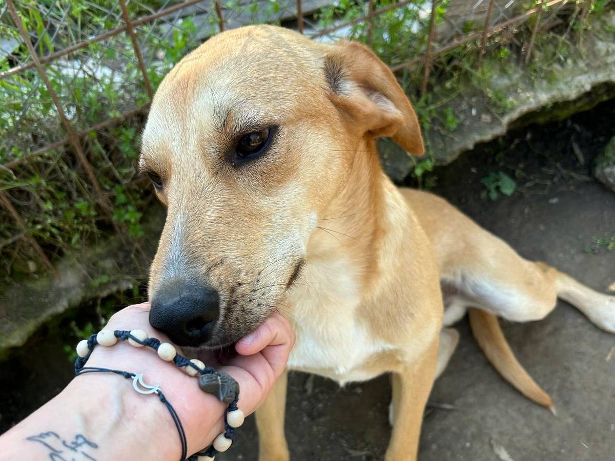 Adotta un cane, maschio, 1 anno e 1 mese, Viterbo