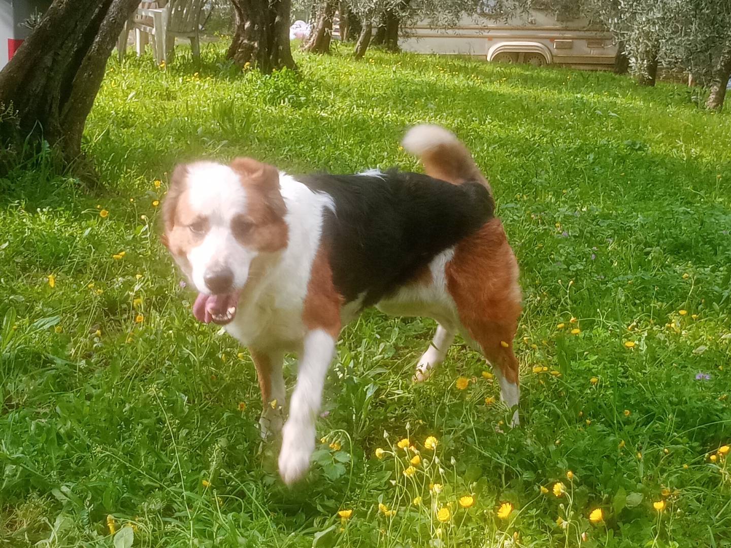 Foto dell'animale