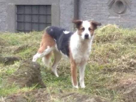 Vuoi adottare un cane a Viterbo?