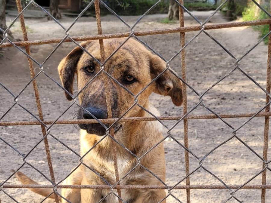 Foto 1 dell'animale