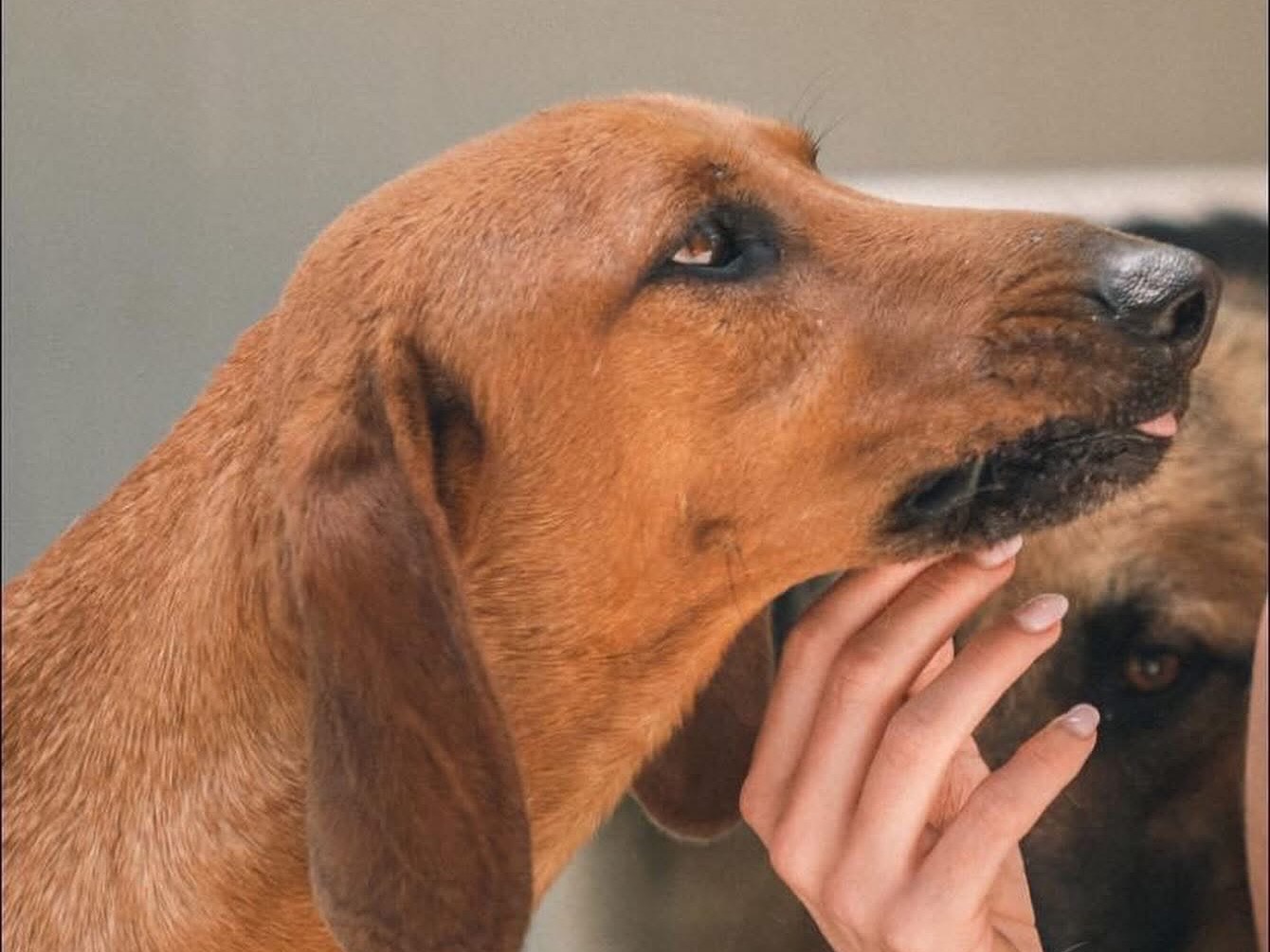 Adotta un cane, maschio, 3 anni  e 5 mesi , Salerno