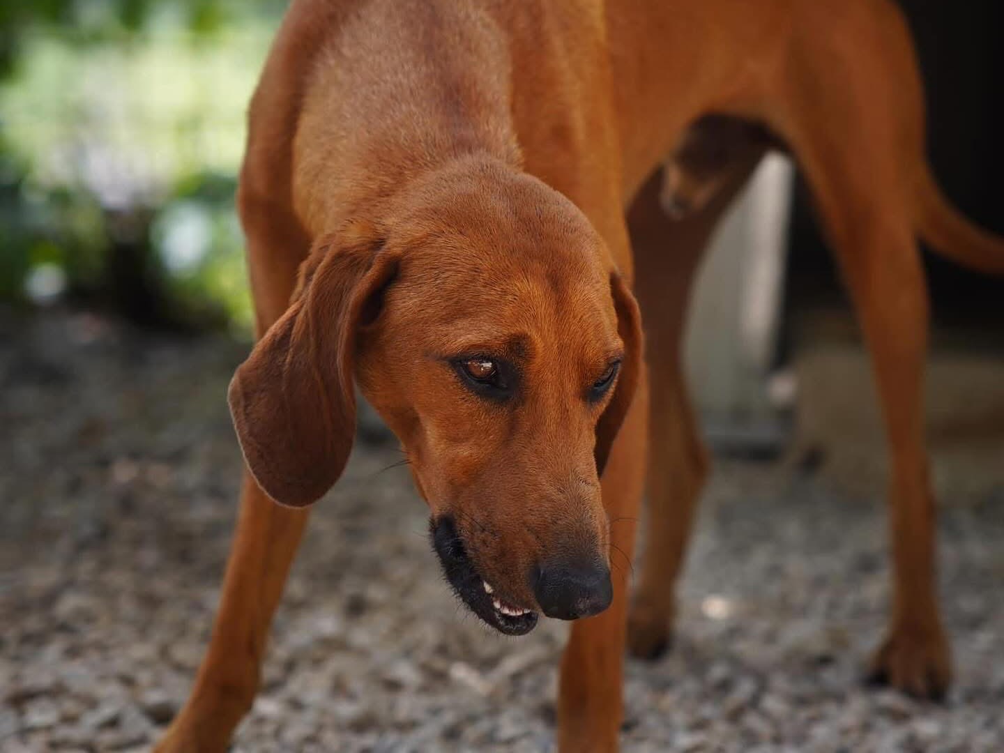 Vuoi adottare un cane a Salerno?