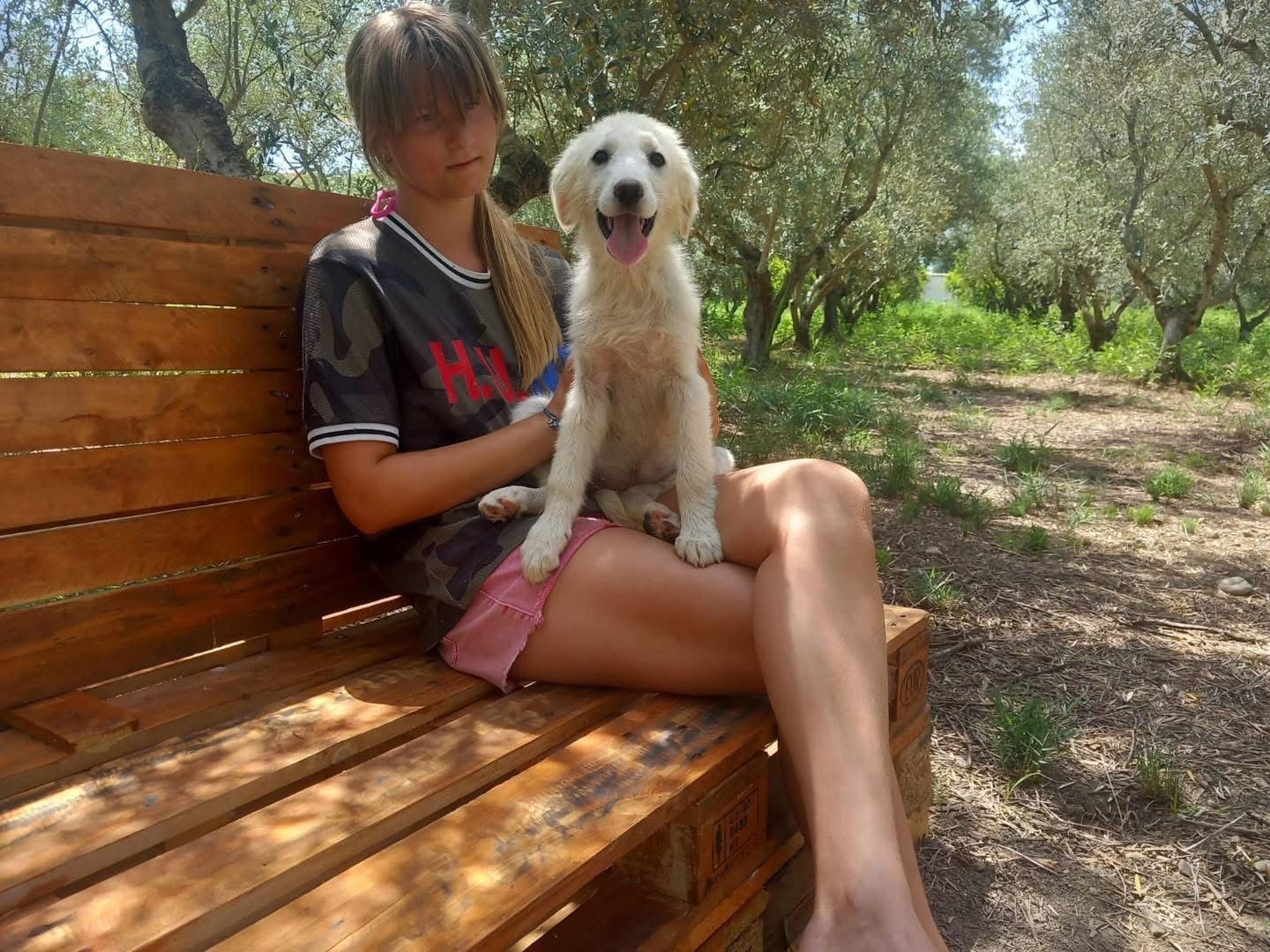 Adotta un cane, taglia media, femmina, Cosenza