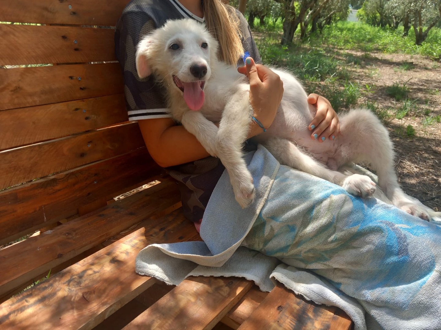 Adozione cane, femmina, Razza sconosciuta Razza sconosciuta, 4 mesi, taglia media, Cosenza