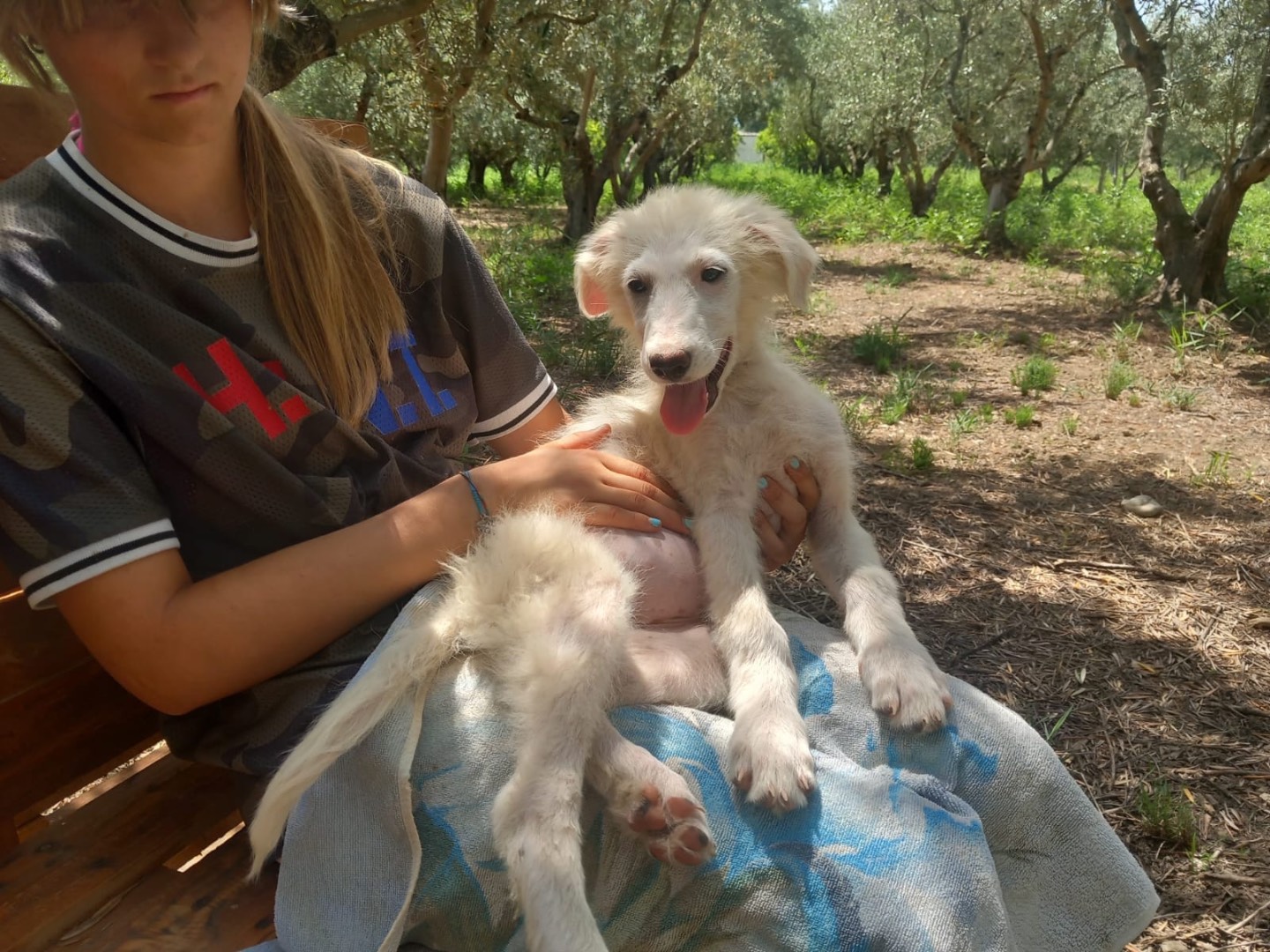 Adotta un cane, femmina, 4 mesi, Cosenza