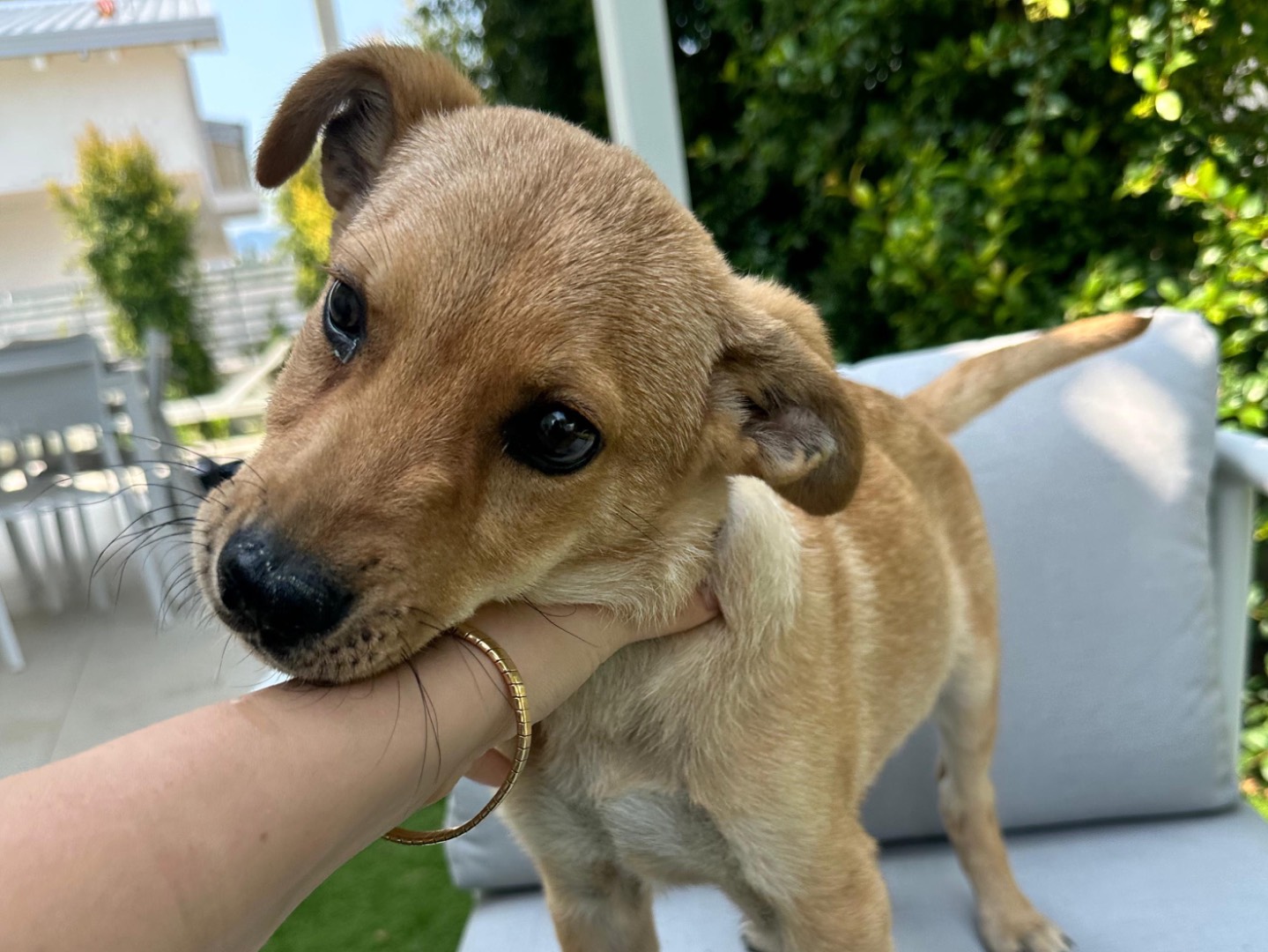 Adotta un cane, maschio, 5 mesi, Cosenza