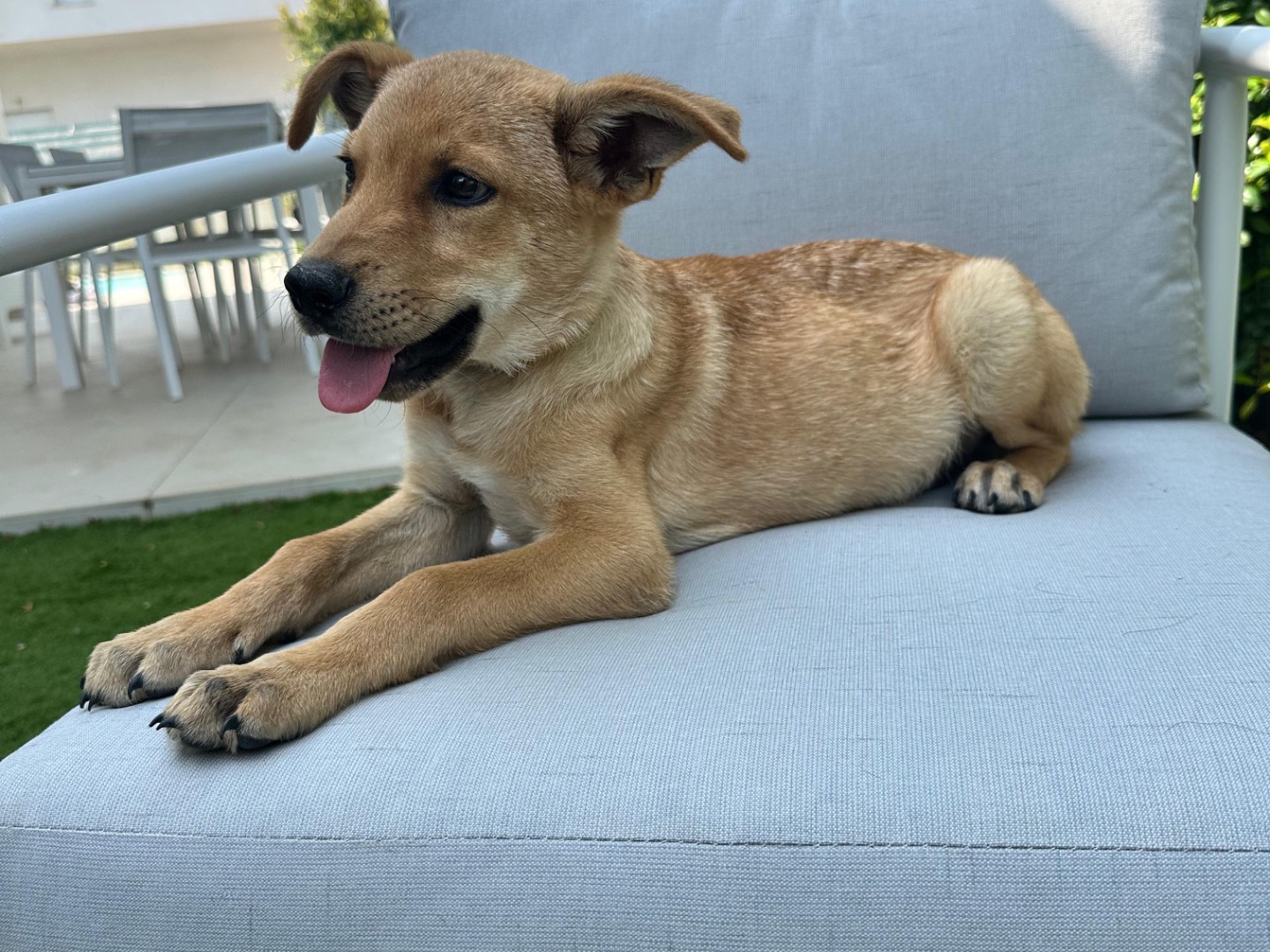 Adotta un cane, taglia media contenuta, maschio, Cosenza