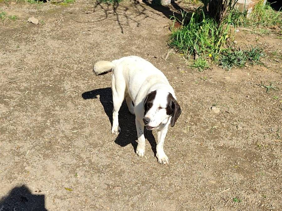 Adotta un cane, femmina, 3 anni  e 5 mesi , Viterbo