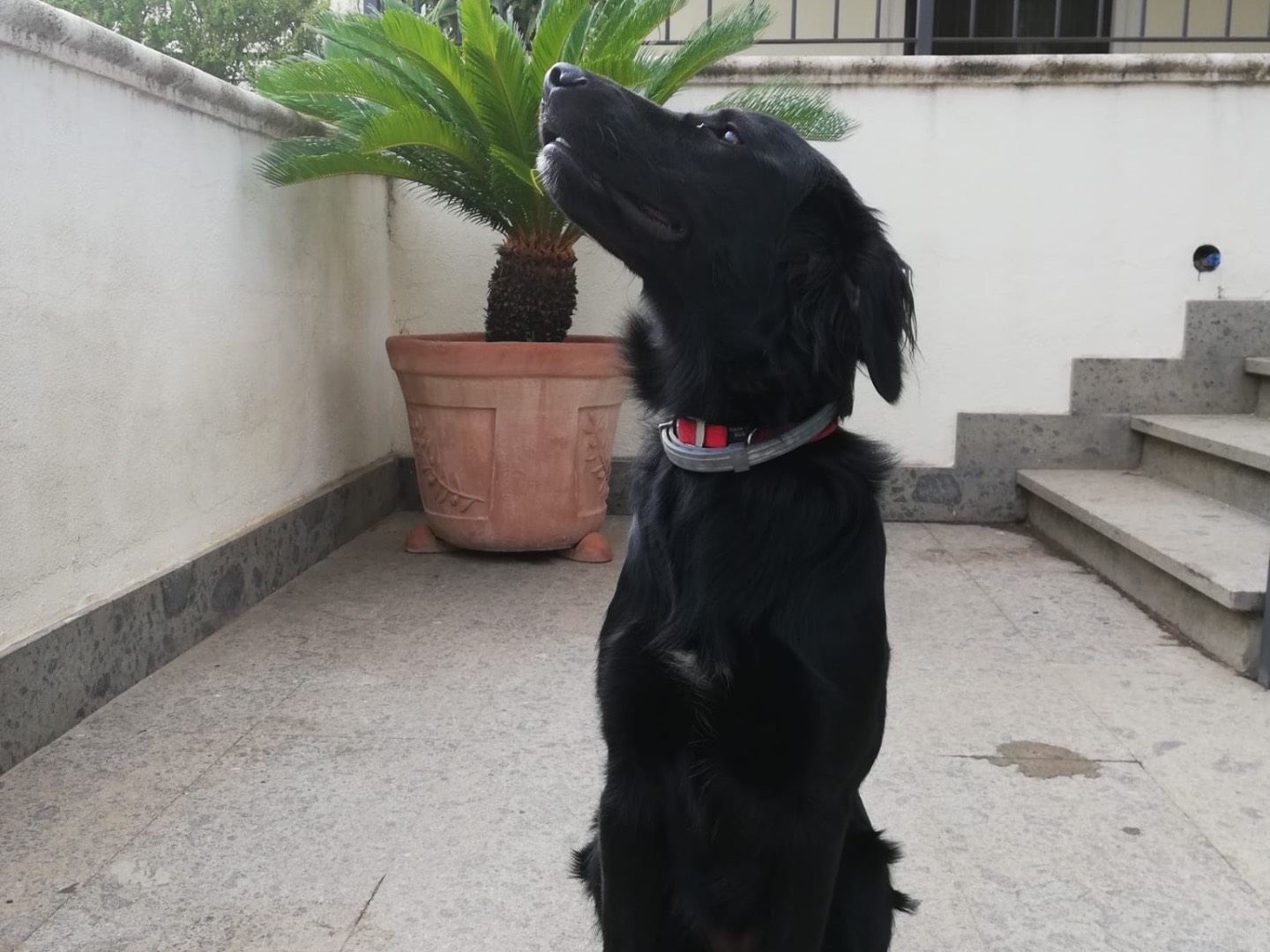 Vuoi adottare un cane a Cosenza?