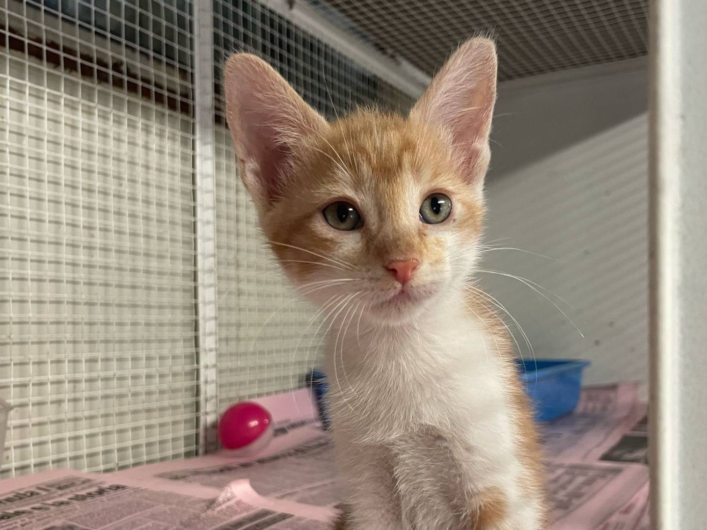Adozione gatto, femmina, Razza sconosciuta Razza sconosciuta, 3 mesi, taglia non valida, Milano