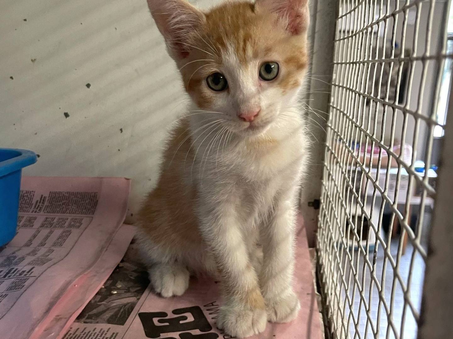 Adotta un gatto, femmina, 3 mesi, Milano