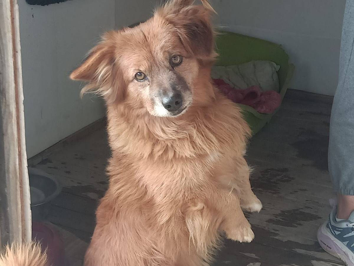 Adotta un cane, maschio, 12 anni  e 4 mesi , Viterbo