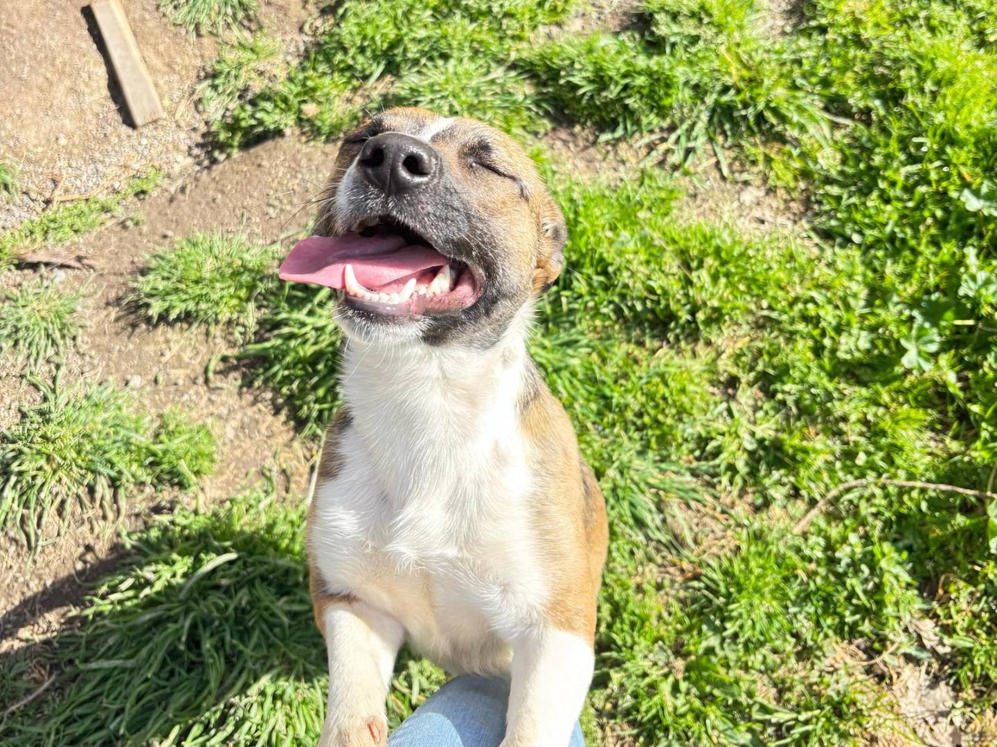 Vuoi adottare un cane a Viterbo?