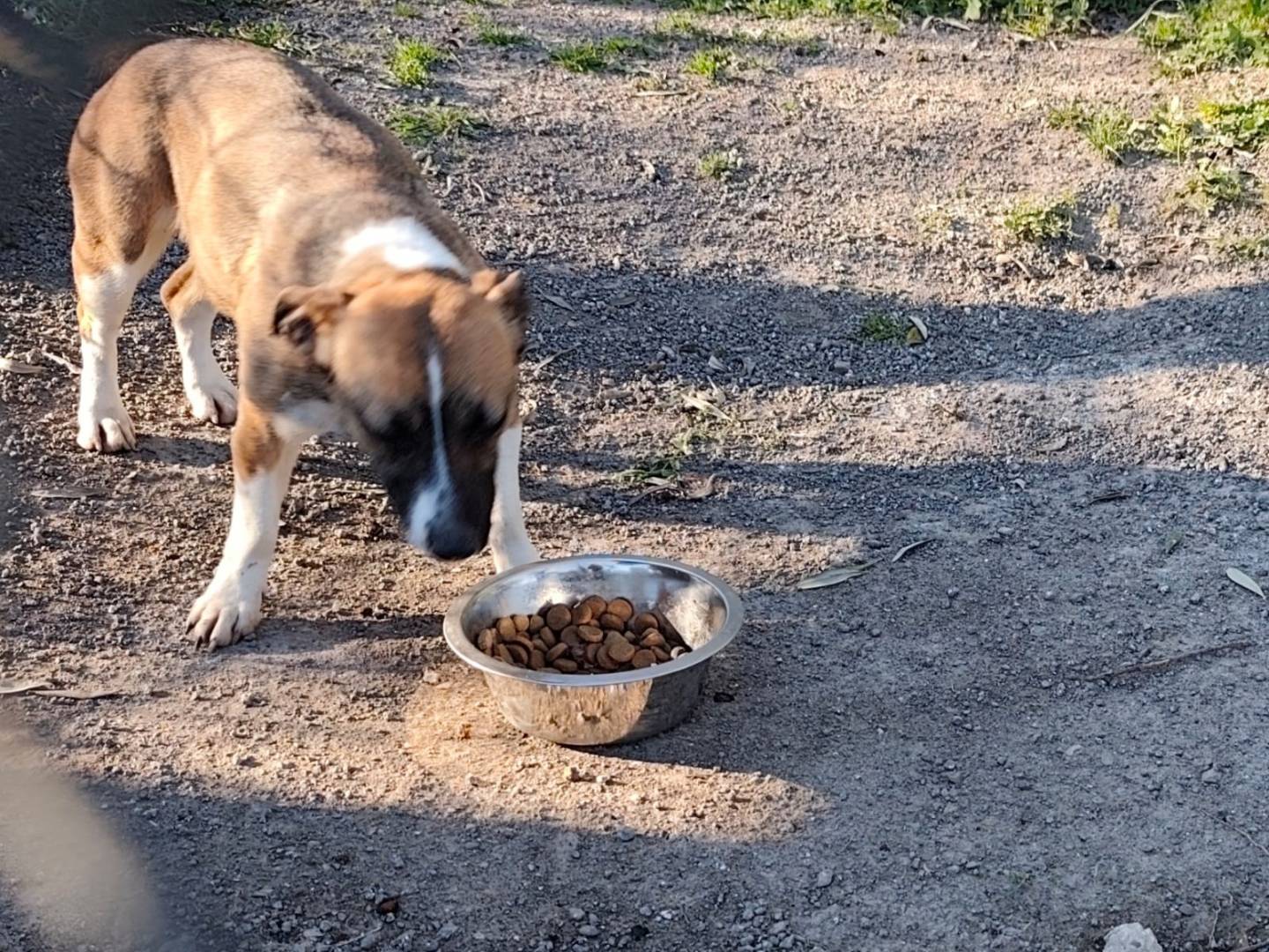 Adotta il cane Karma  a Viterbo