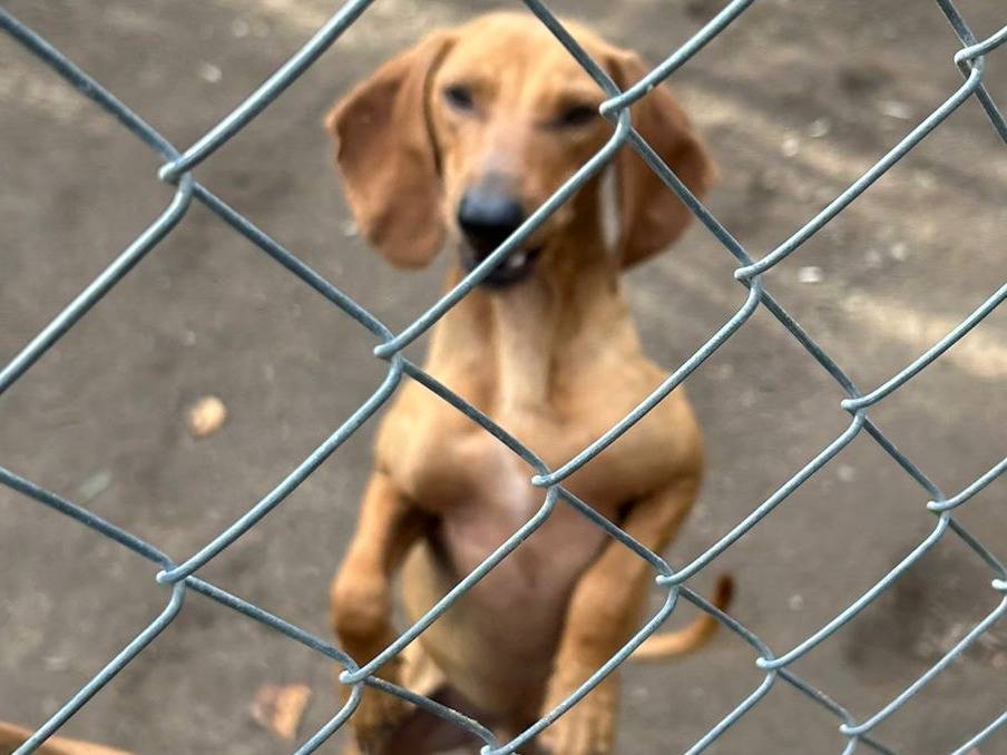 Vuoi adottare un cane a Viterbo?