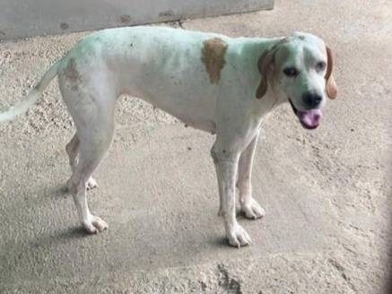 Adozione cane, femmina, Pointer Razza sconosciuta, 5 anni e 1 mese, taglia media, Milano