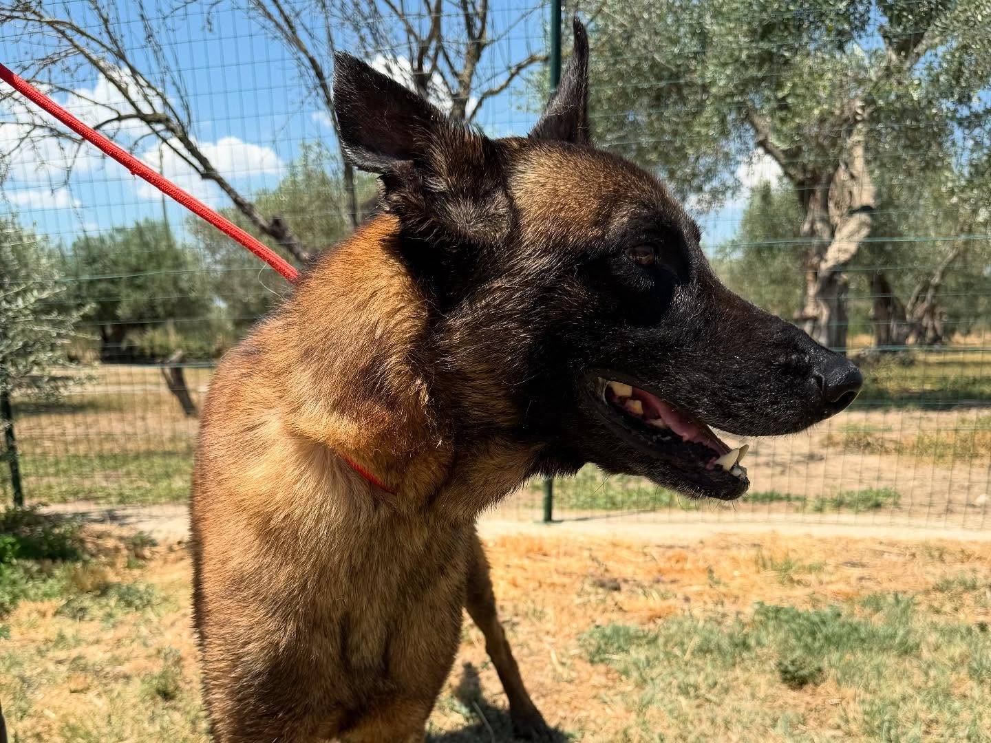 Vuoi adottare un cane a Matera?