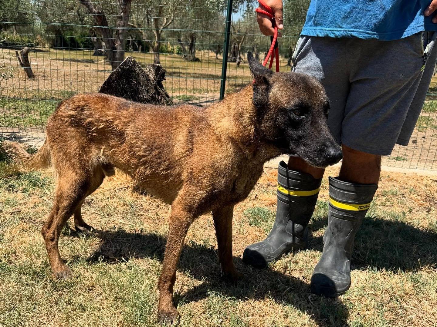 Adotta il cane Thanos a Matera