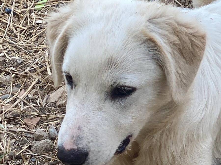 Vuoi adottare un cane a Crotone?
