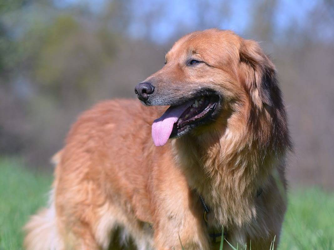 Adozione cane, maschio, Razza sconosciuta Razza sconosciuta, 8 anni e 7 mesi, taglia media, Como
