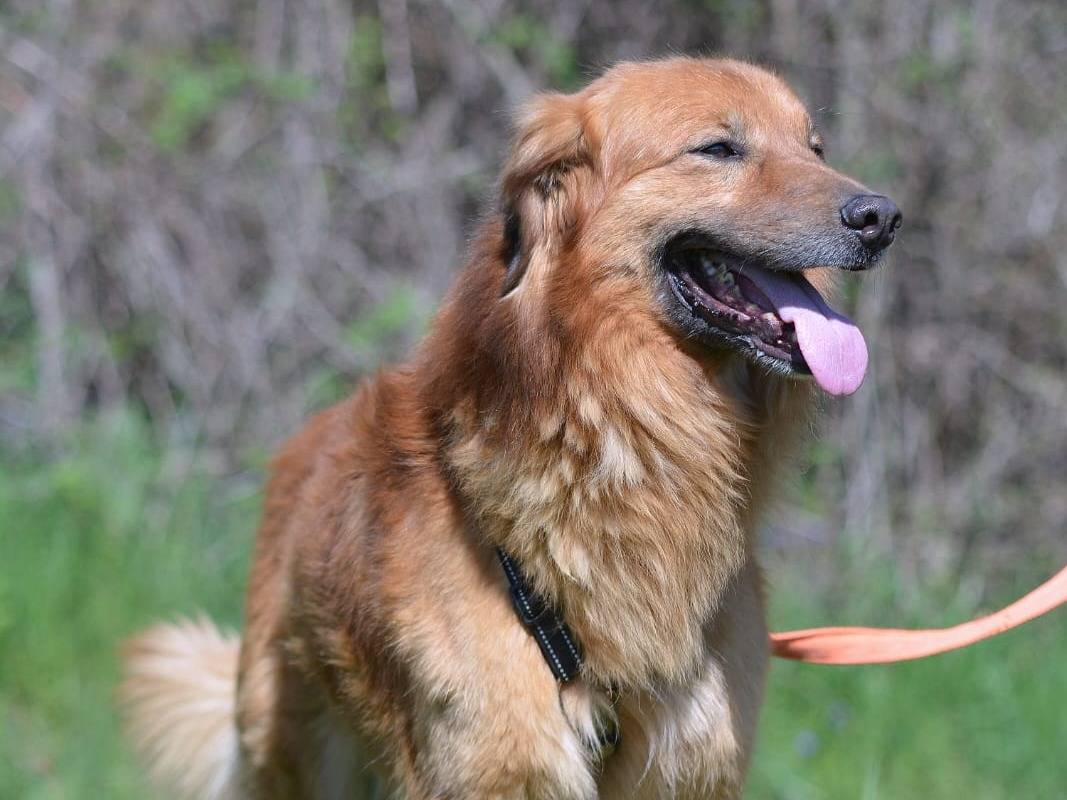 Adotta un cane, taglia media, maschio, Como