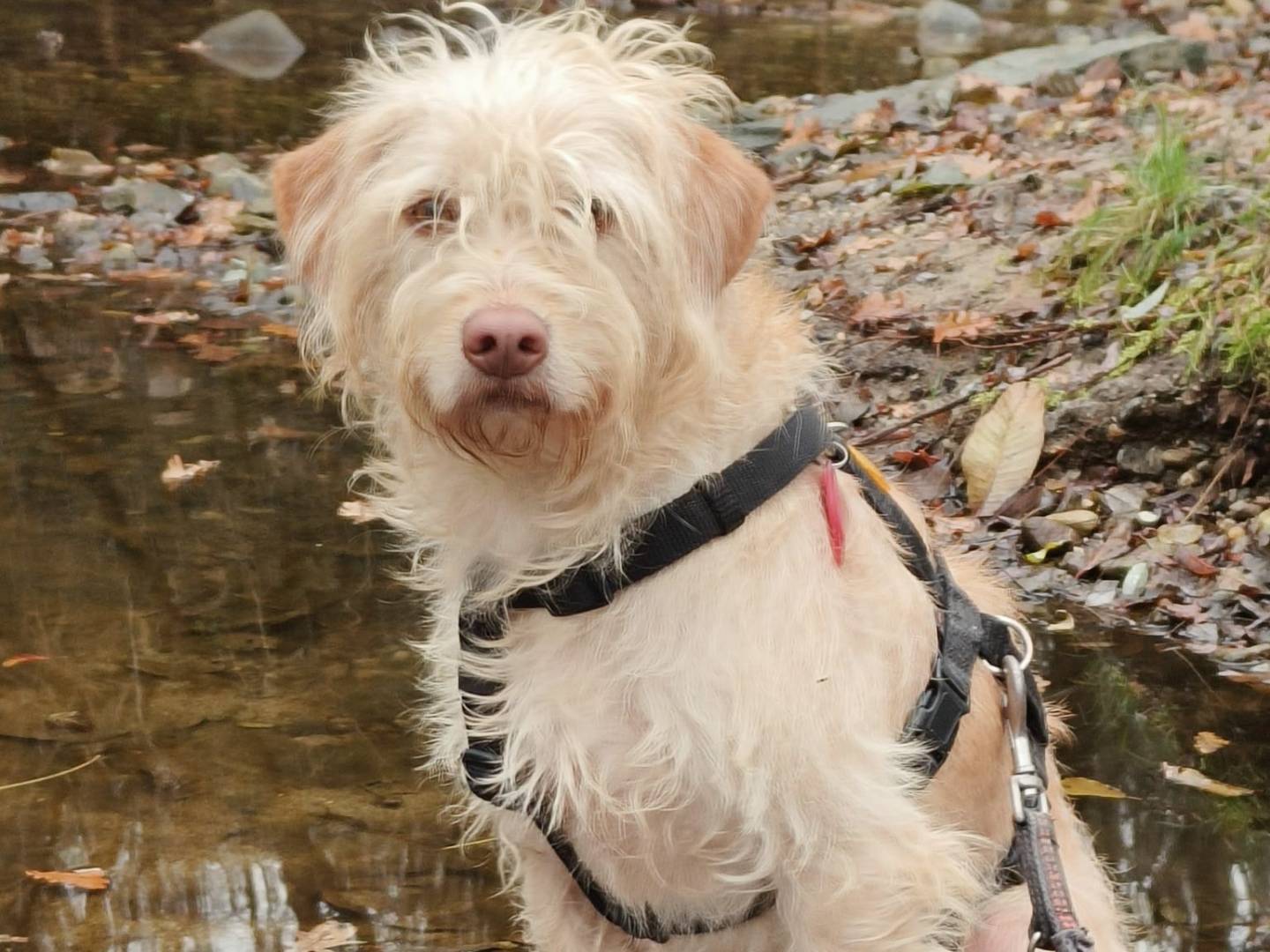 Vuoi adottare un cane a Como?