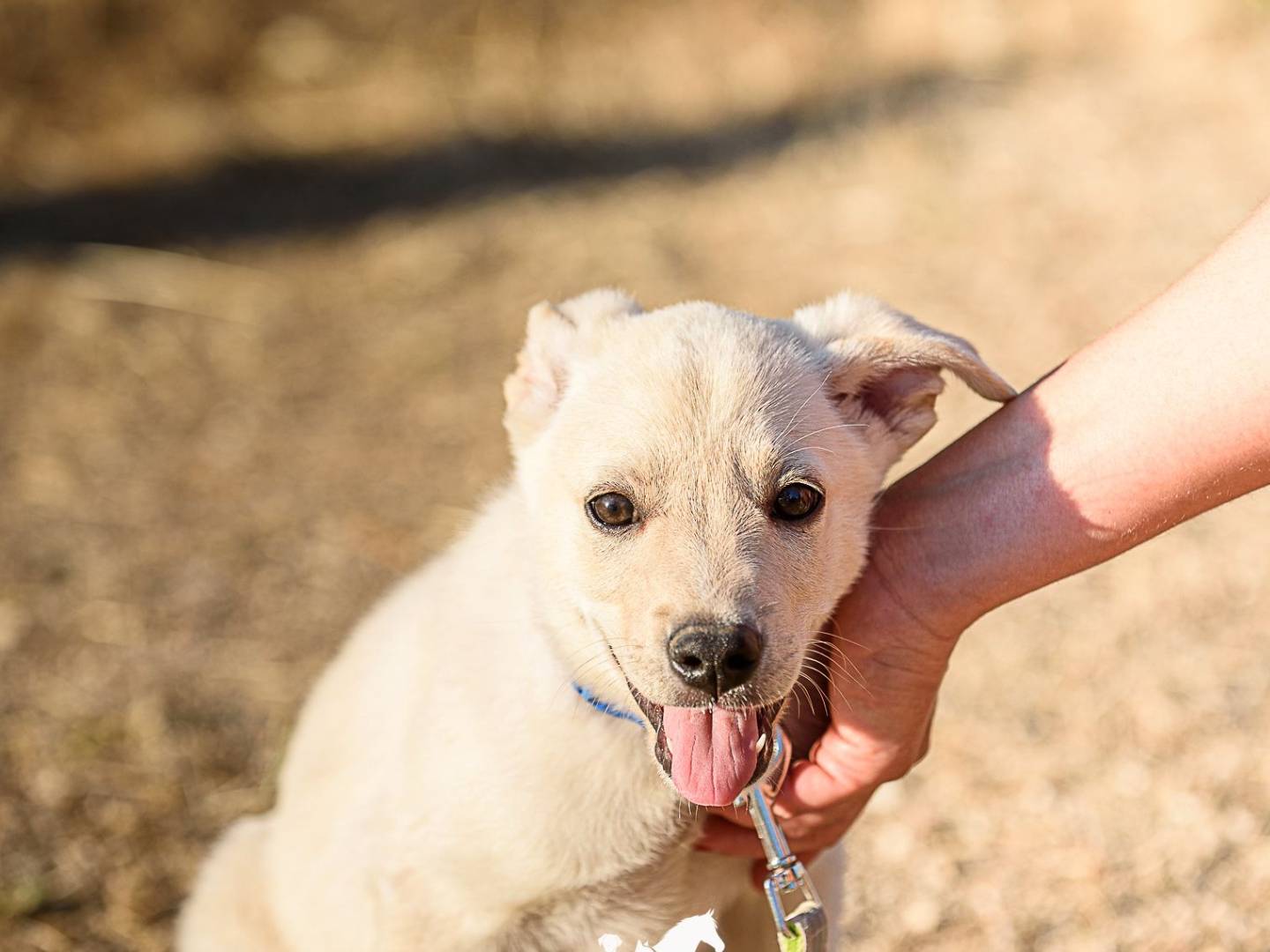 Vuoi adottare un cane a Bergamo?