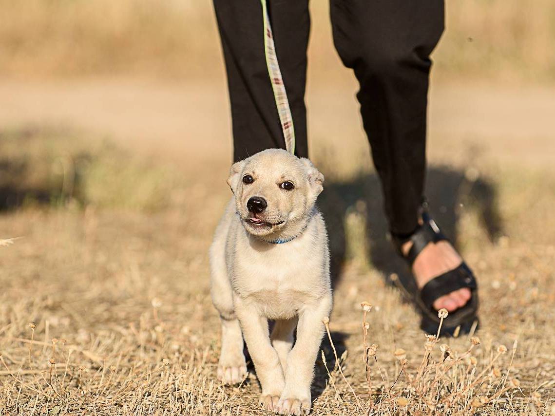 Adotta il cane Seltz a Bergamo