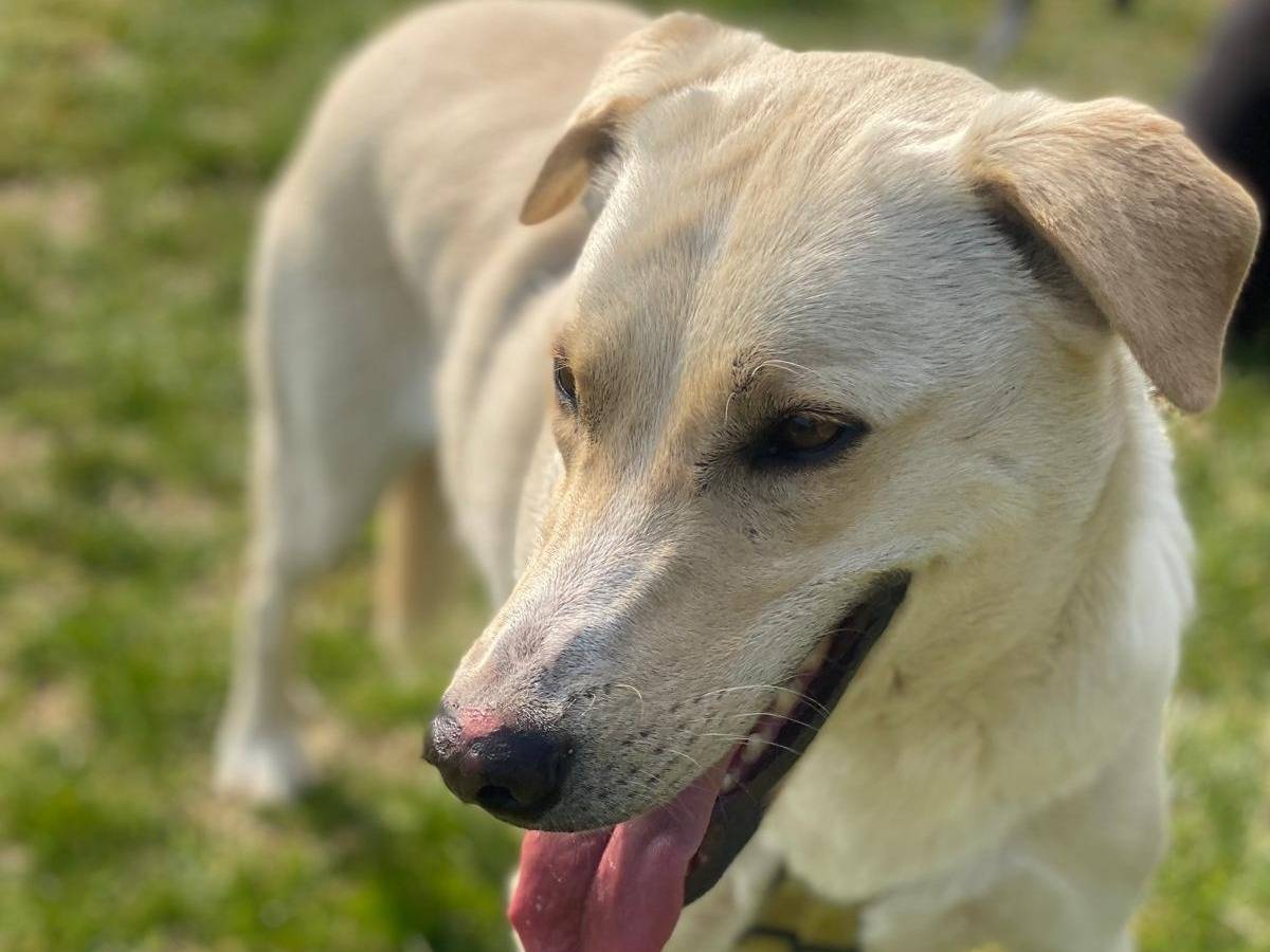 Adotta il cane Diana  a Como