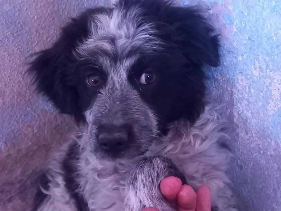 Adozione cane, maschio, Razza sconosciuta Razza sconosciuta, 7 mesi, taglia media, Cosenza