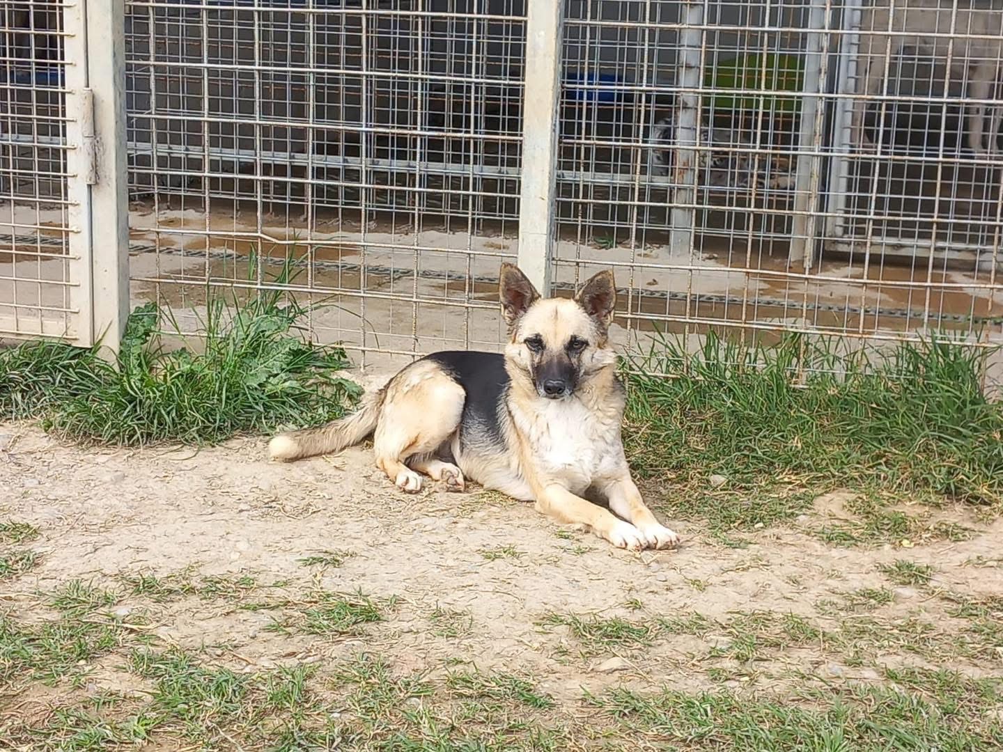 Adozione cane, femmina, Razza sconosciuta Razza sconosciuta, 2 anni e 6 mesi, taglia media contenuta, Cosenza