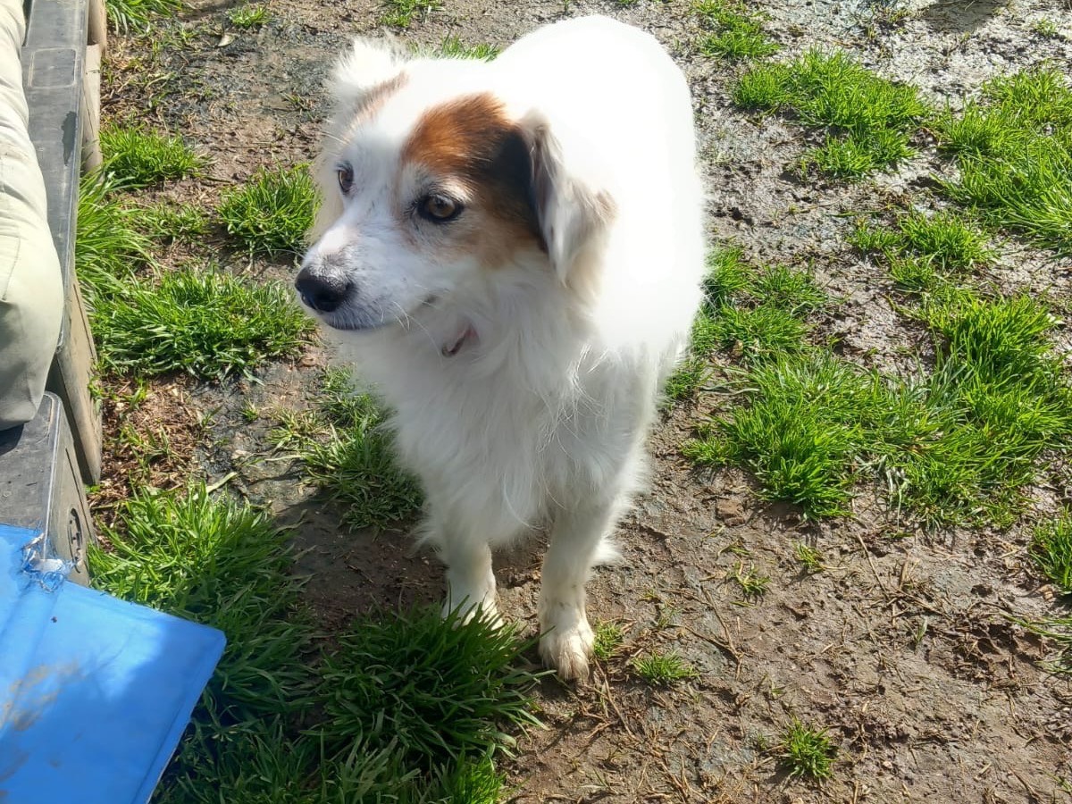 Adotta un cane, maschio, 7 anni , Latina