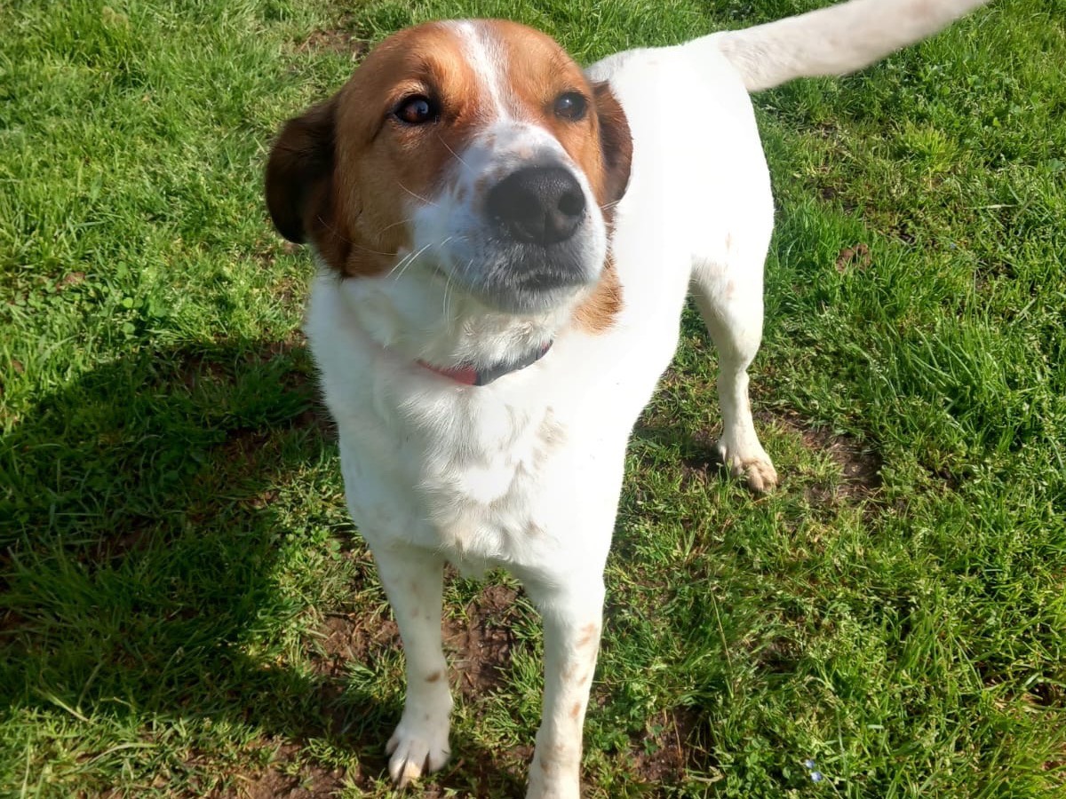 Adotta un cane, taglia media, maschio, Latina