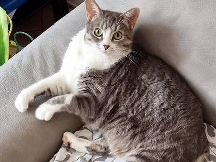 Adozione gatto, femmina, Razza sconosciuta Razza sconosciuta, 5 anni e 3 mesi, taglia non valida, Torino
