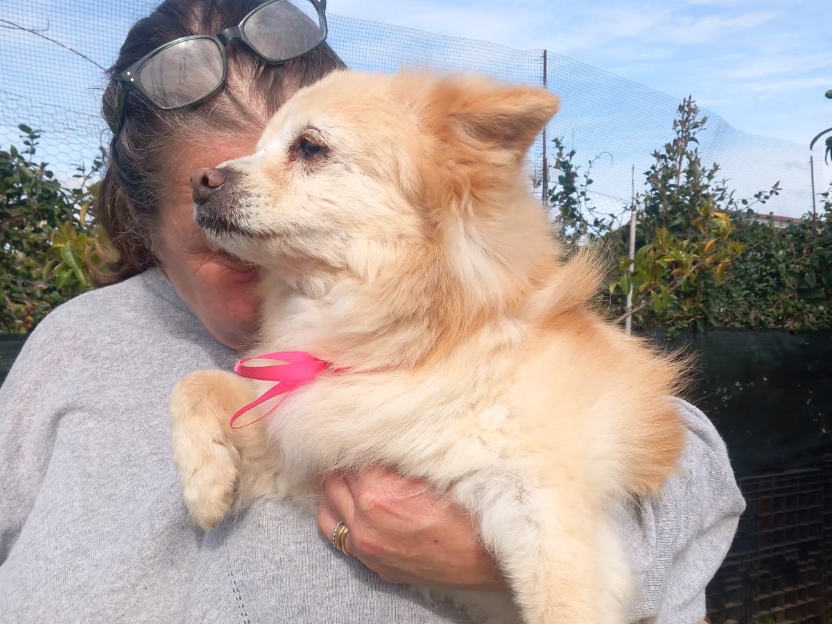 Vuoi adottare un cane a Latina?