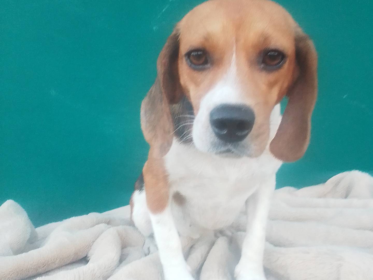 Vuoi adottare un cane a Verona?