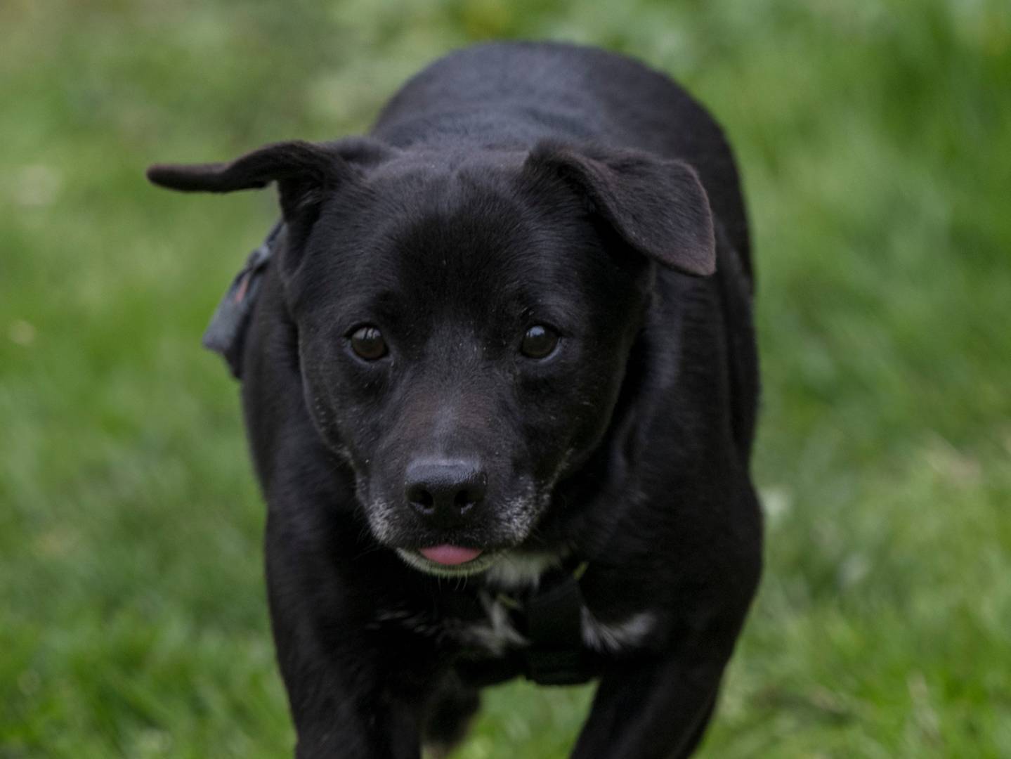 Adotta un cane, maschio, 1 anno e 8 mesi , Milano