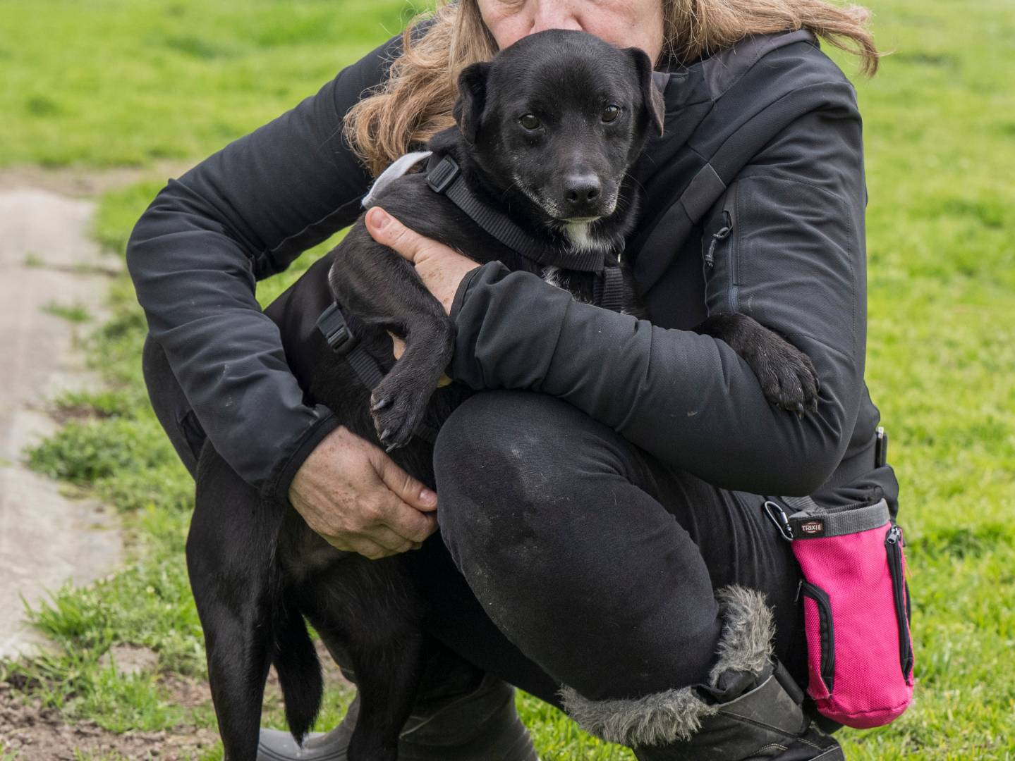 Adotta un cane, taglia media contenuta, maschio, Milano